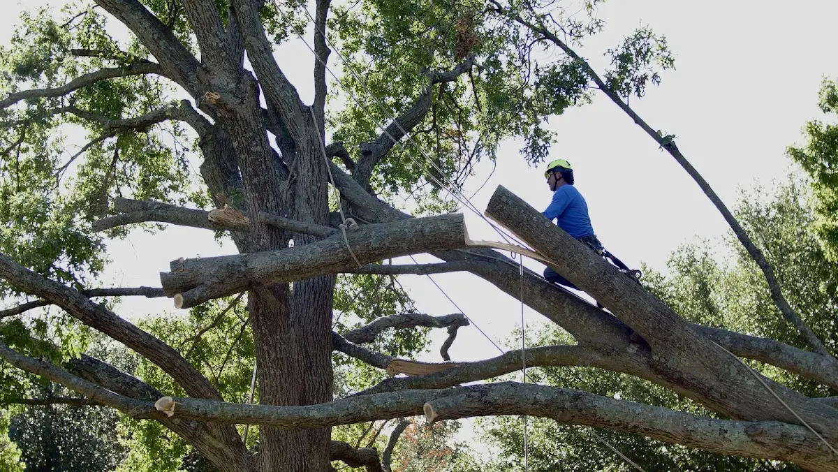 Professional Crown Thinning performed by certified arborists in Madison
